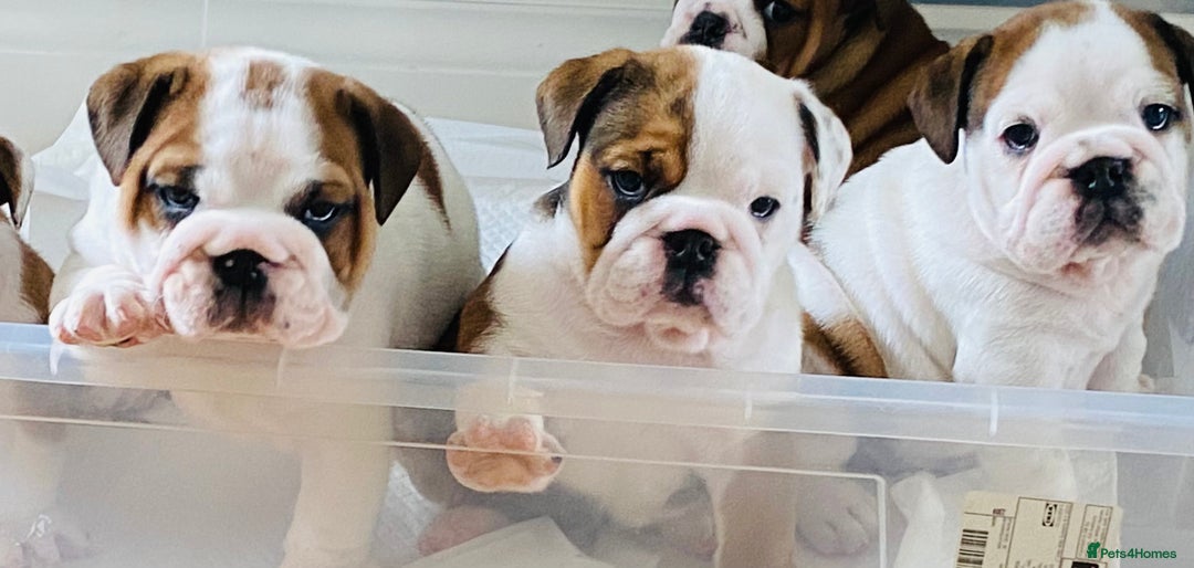English Bulldog dogs for sale: English Bulldog Pups Standard Kc Reg - Image 18