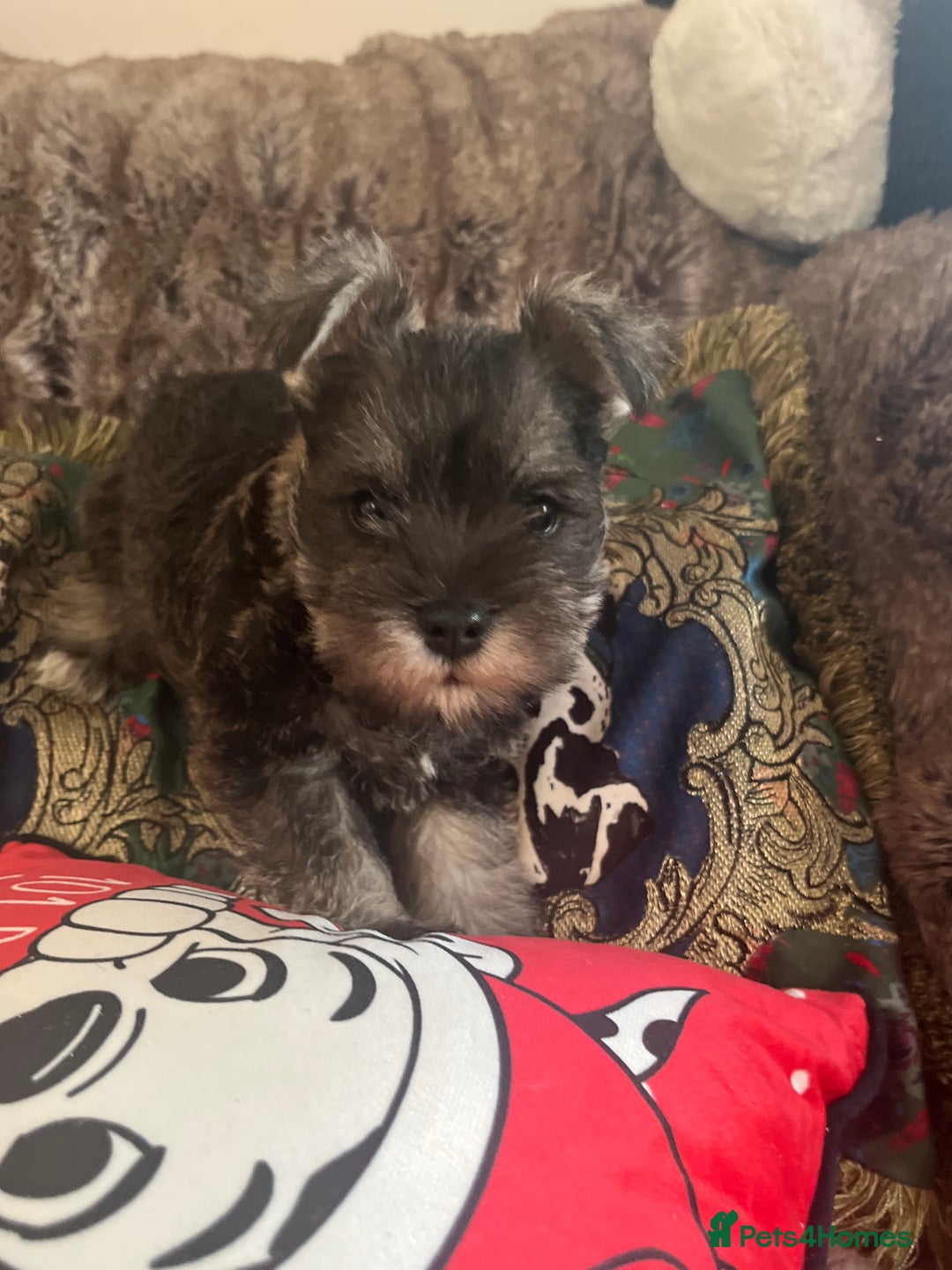 Miniature Schnauzer dogs for sale: 1 boy looking for 5 * home - Advert 1