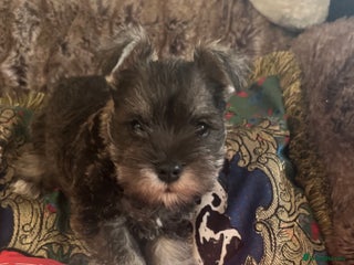 Miniature Schnauzer dogs for sale: 1 boy looking for 5 * home - Advert 2
