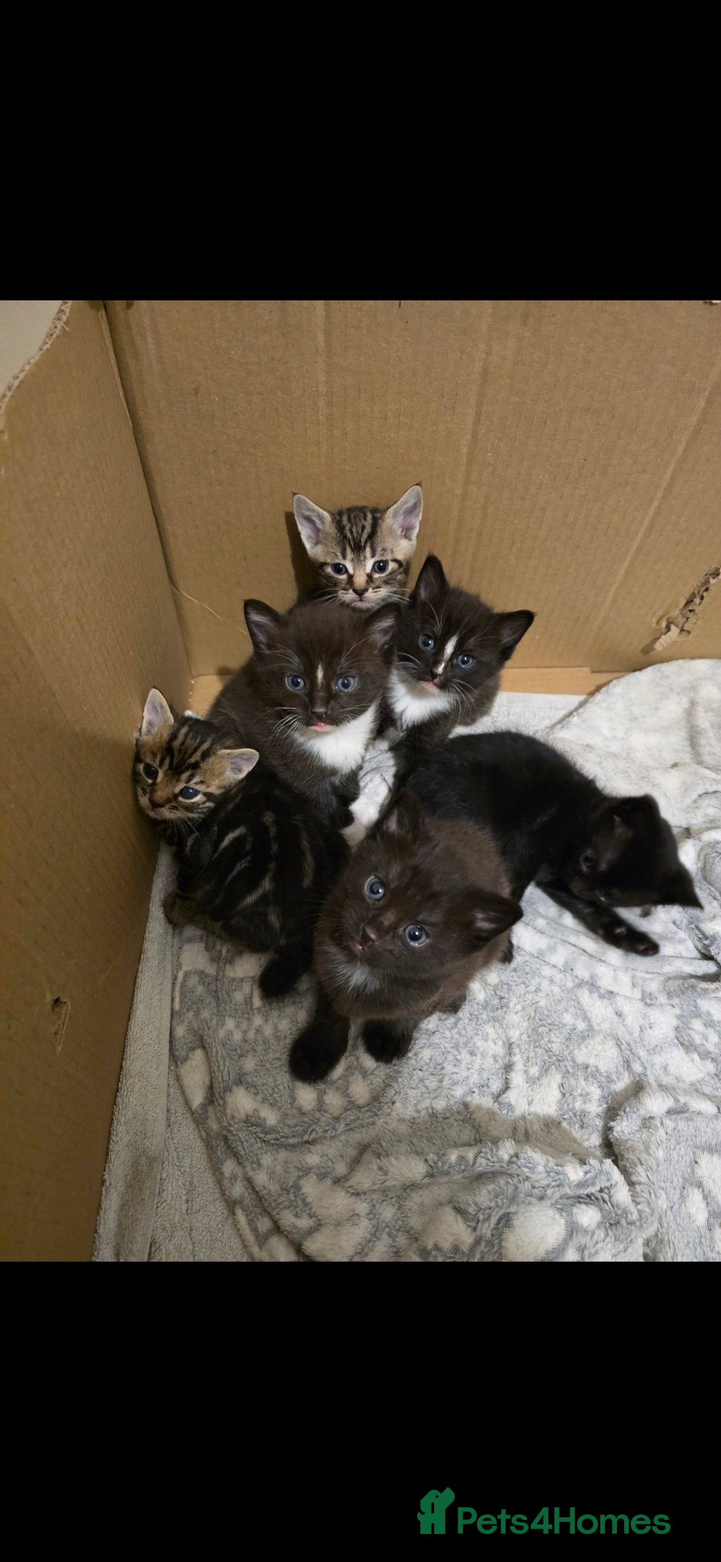 Mixed Breed cats Mixed breed kittens for sale - Advert 1