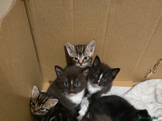 Mixed Breed cats Mixed breed kittens for sale - Advert 1