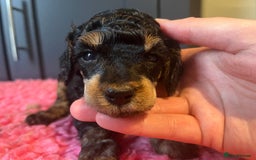 Poodle dogs for sale: Phantom Poodle puppies  - Image 1