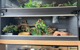 Python Snake reptiles for sale: Cinnamon lesser royal python  - Image 3