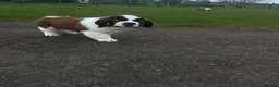 Saint Bernard dogs for sale: Saint Bernard Pups (KC Reg) in Larkhall - Advert 7