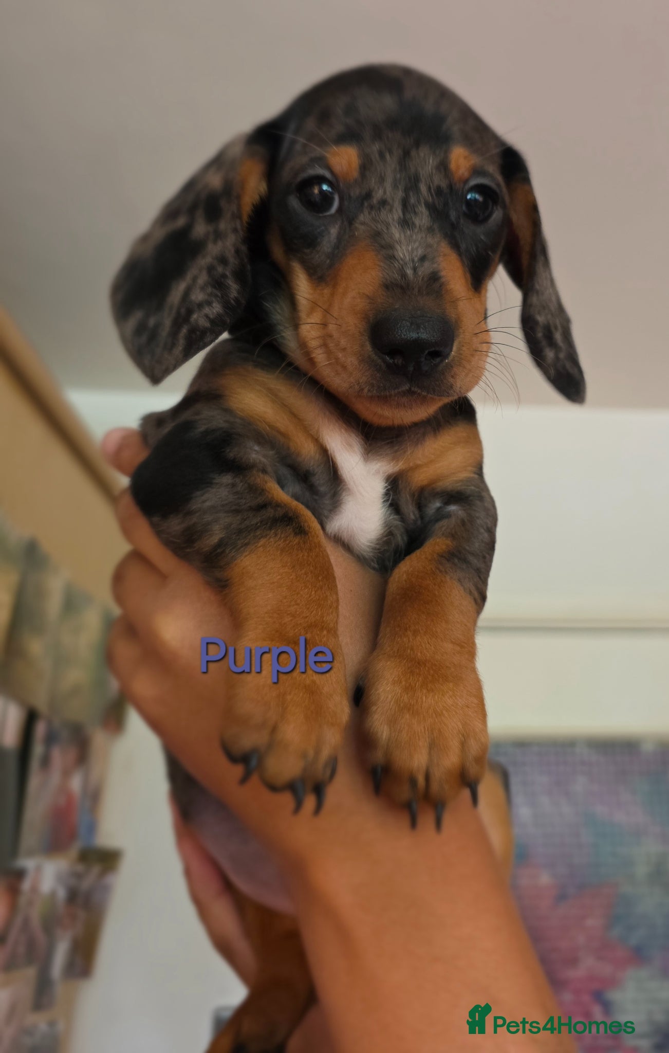 Miniature Dachshund dogs SILVER/BLACK Adorable dachshund puppies for sale😍 - Advert 15