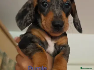 Miniature Dachshund dogs SILVER/BLACK Adorable dachshund puppies for sale😍 - Advert 15