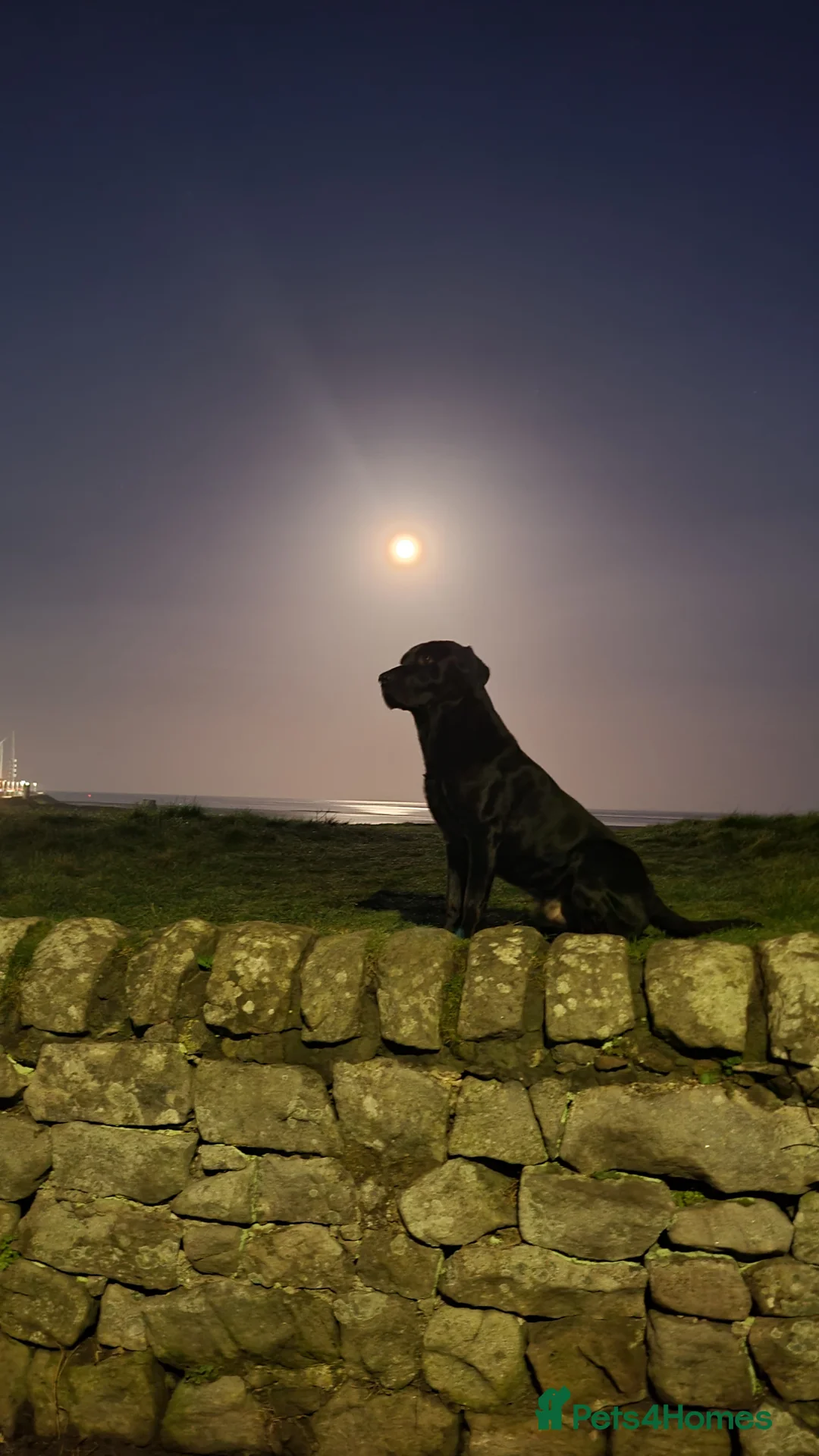 Labrador Retriever dogs for stud: Stunning black labrador to stud in Morecambe - Advert 2