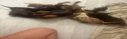 Miniature Dachshund dogs for sale: Beautiful miniature Dachshund puppys in Harlow - Advert 7