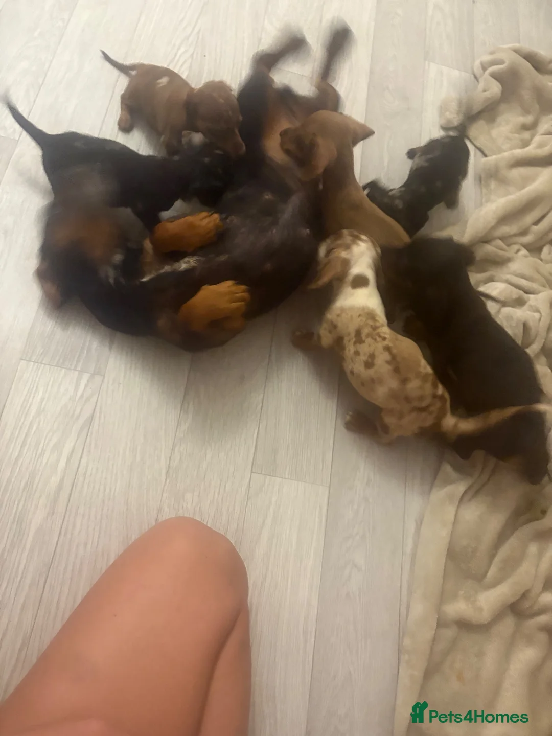 Miniature Dachshund dogs for sale: Beautiful miniature Dachshund puppys in Harlow - Advert 7