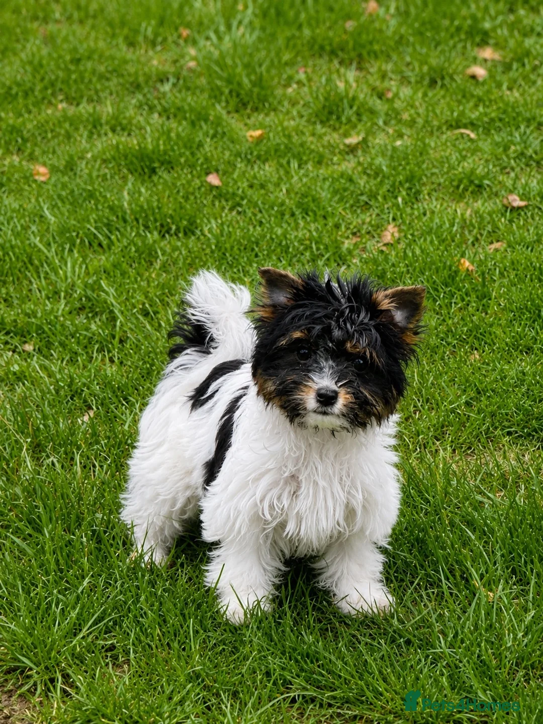 Biewer Terrier dogs for sale: Tiny Biewer Girl Fifi – Ready Now ❤️ - Advert 1