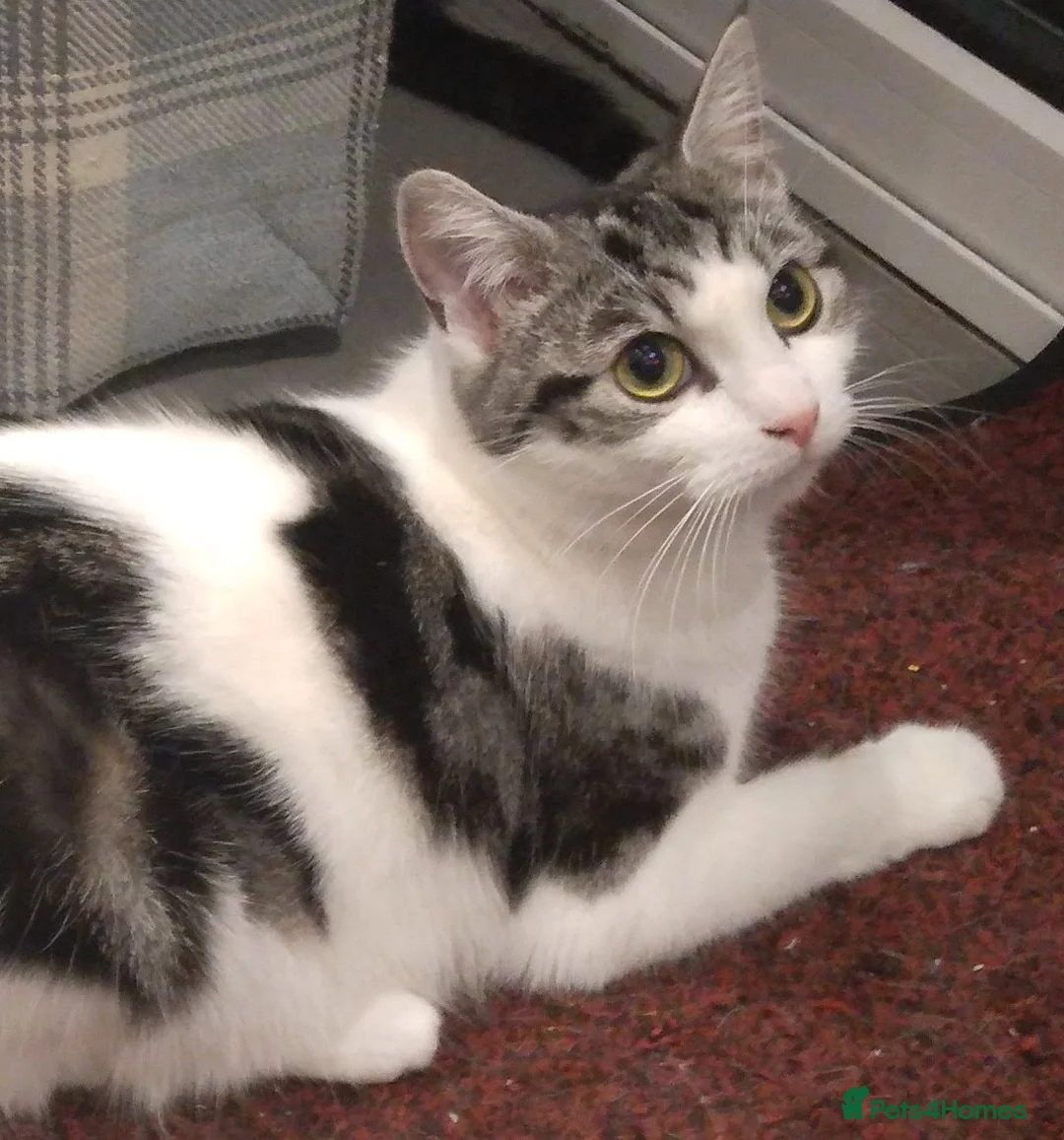 Domestic Shorthair cats for sale: Four beautiful kittens remaining - Advert 2