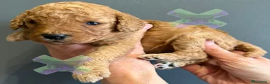 Miniature Poodle Puppy 4