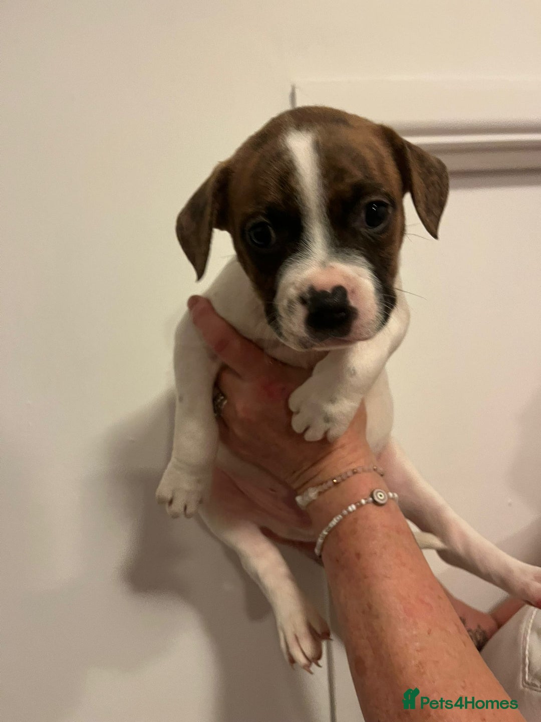 Mixed Breed dogs for sale: Puppies looking for their forever homes  - Advert 11