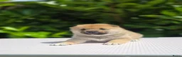 Japanese Shiba Inu dogs for sale: Japanese Shiba Inu Boy  - Advert 5