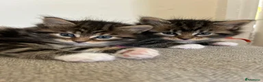 Maine Coon Kitten 3