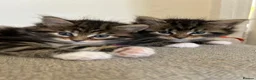 Maine Coon cats for sale: Fluffy picture perfect Maine Coon kittens in Tarporley - Advert 18