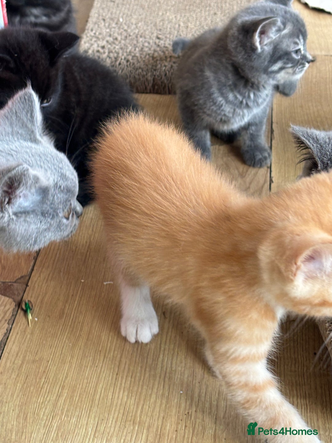 Mixed Breed cats for sale: Litter of mixed breed with British blue father  - Image 20