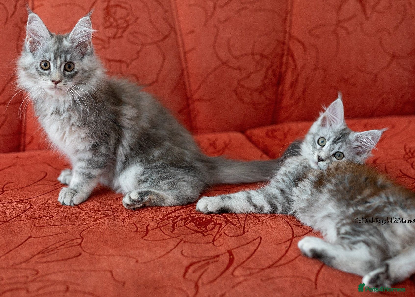Maine Coon cats READY NOW GCCF Registered Maine Coon Kittens - Advert 15