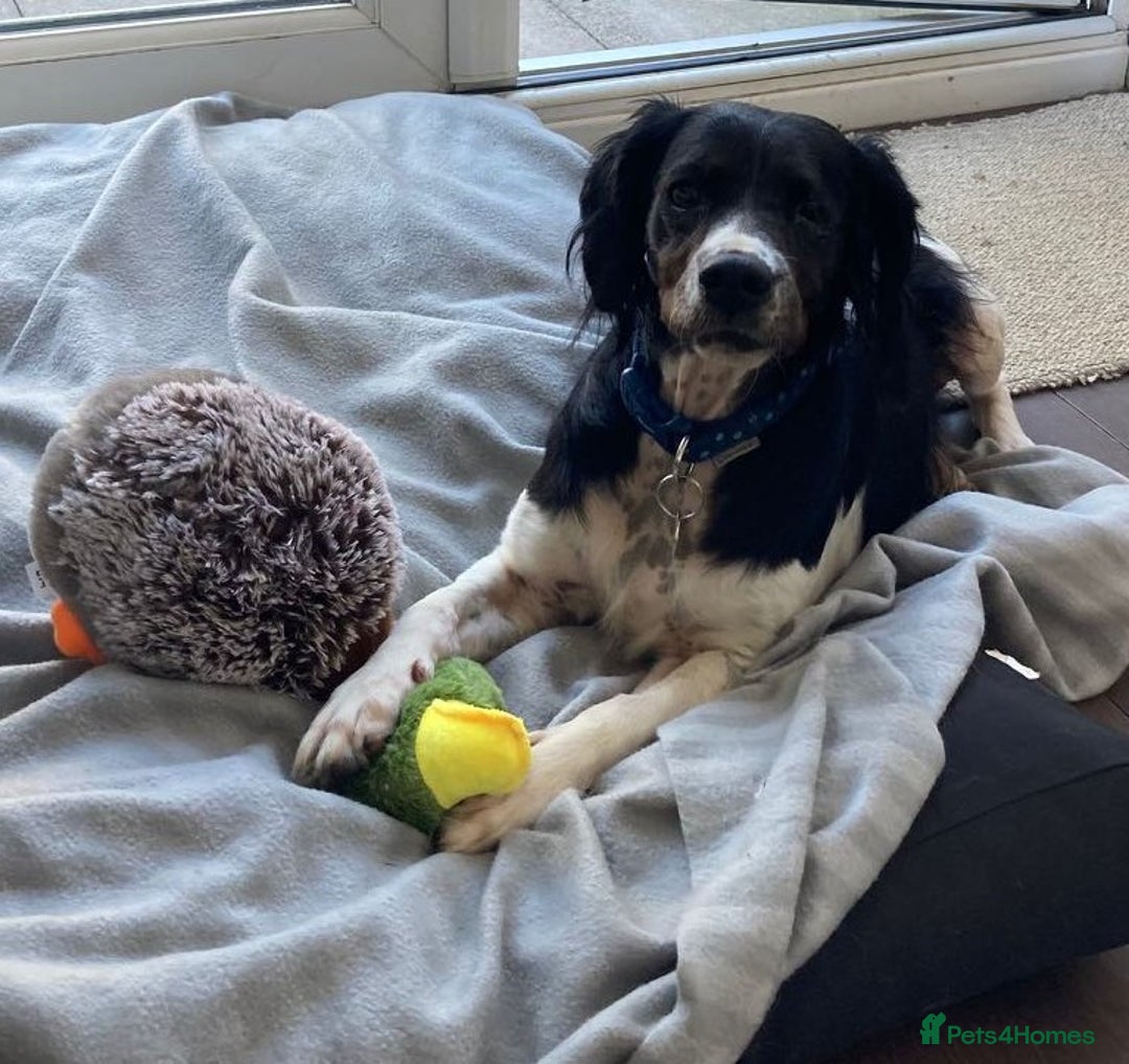 Brittany Spaniel dogs for adoption: Adorable, affectionate Clara-Camberley, Surrey  - Image 2