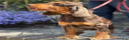 Cocker Spaniel dogs for sale: Rebel - KC Registered Chocolate & Tan Cocker  - Advert 2