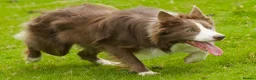 Border Collie dogs for stud: Exceptional Lilac & White DNA clear Border Collie in Saint Asaph - Advert 21
