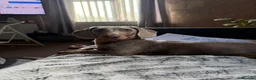 Miniature Dachshund dogs for sale: Gorgeous 8 month old male miniature dachshund  - Advert 3