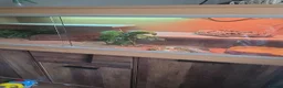 Bearded Dragon reptiles for sale: Bearded Dragon - Female - 5 Months Old - Advert 12