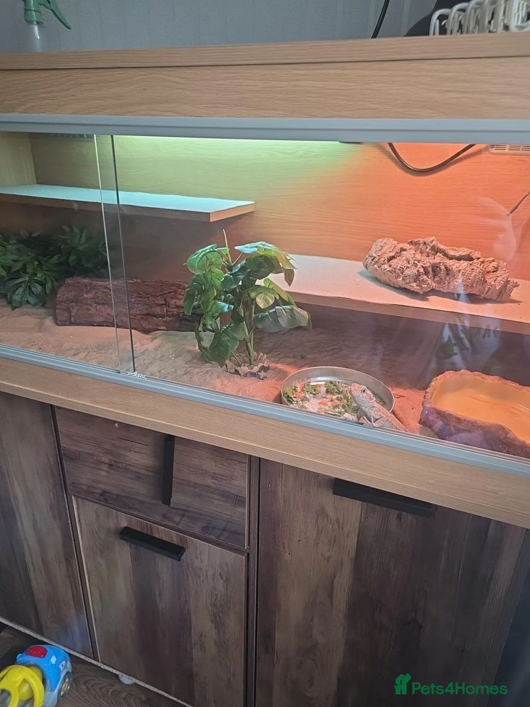 Bearded Dragon reptiles for sale: Bearded Dragon - Female - 5 Months Old - Advert 12