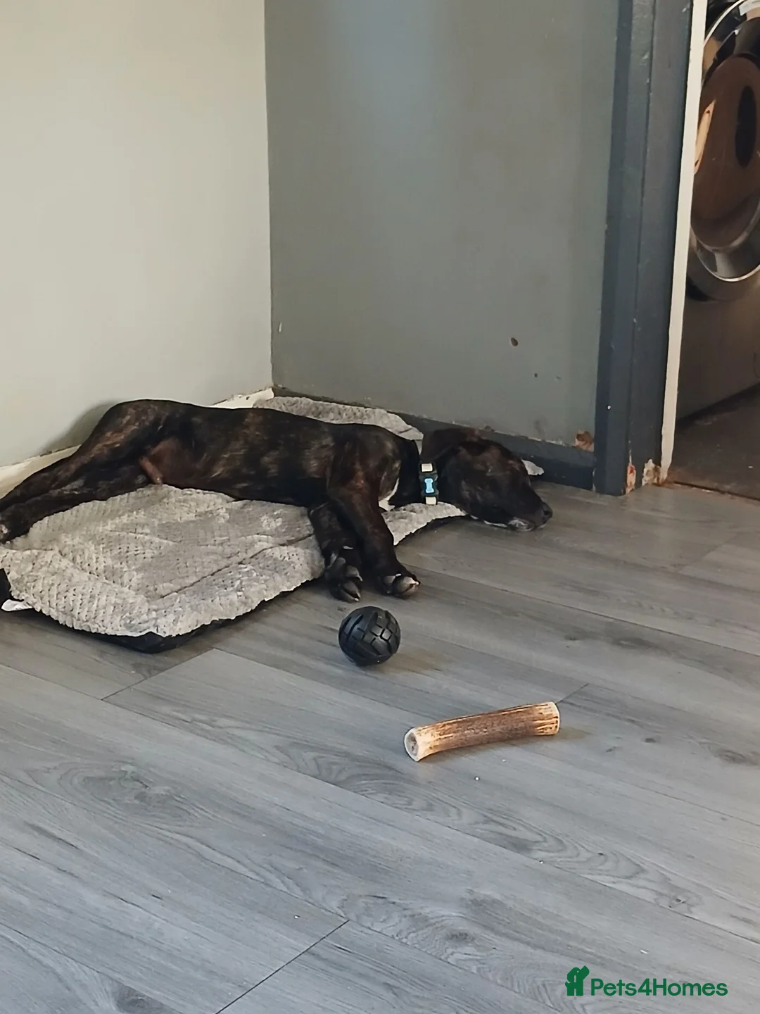 Mixed Breed dogs for sale: Belgium shepherd cross 4 months old male - Advert 4