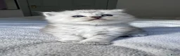 Mixed Breed cats for sale: Beautiful Fluffy Kittens – BritishLonghair&Ragdoll in Penicuik - Advert 19