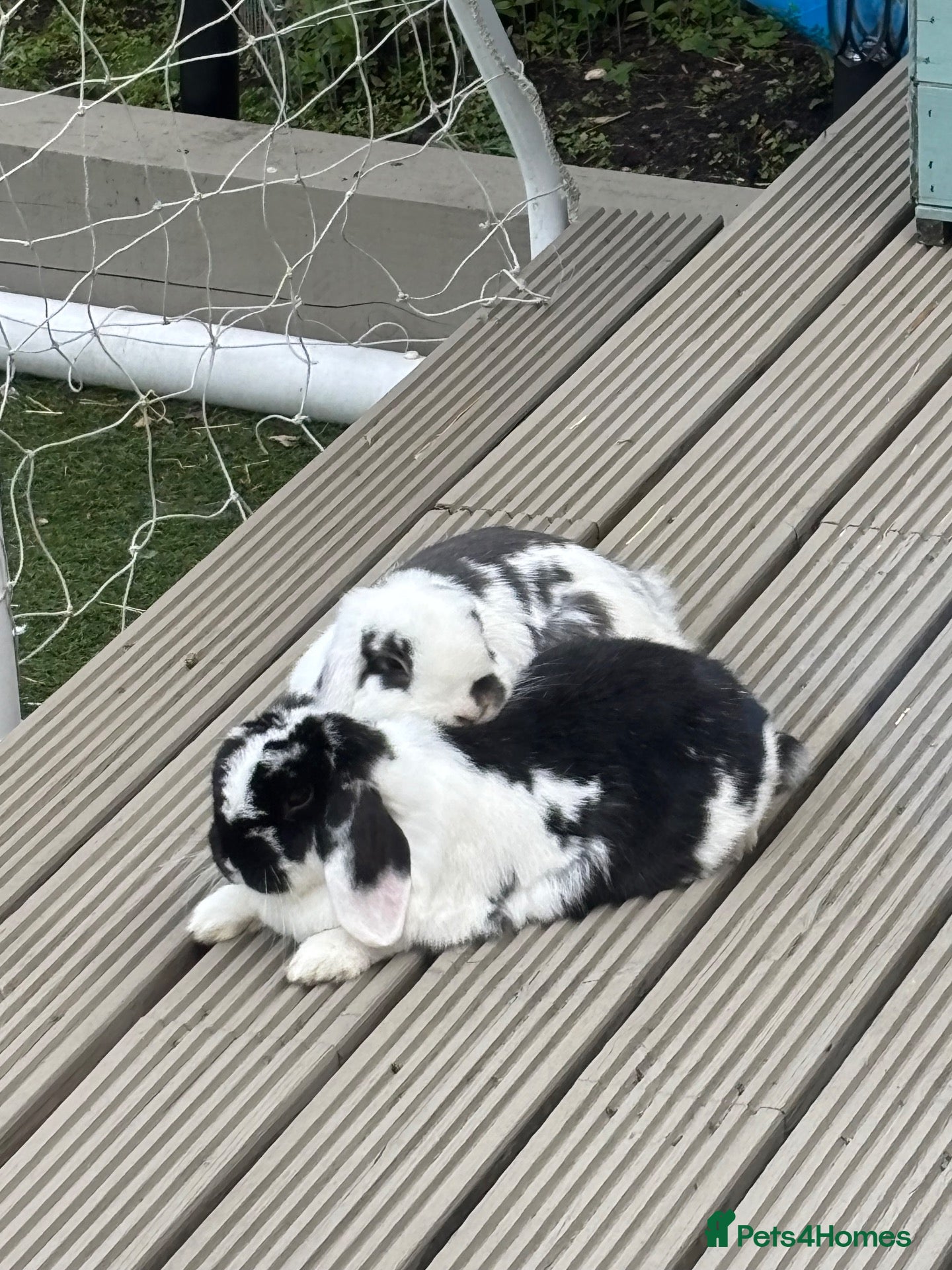 Mini Lop rabbits Male and female bonded pair of mini lop rabbits  - Advert 1
