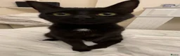 Mixed Breed cats for sale: Rehoming female cat - Advert 2