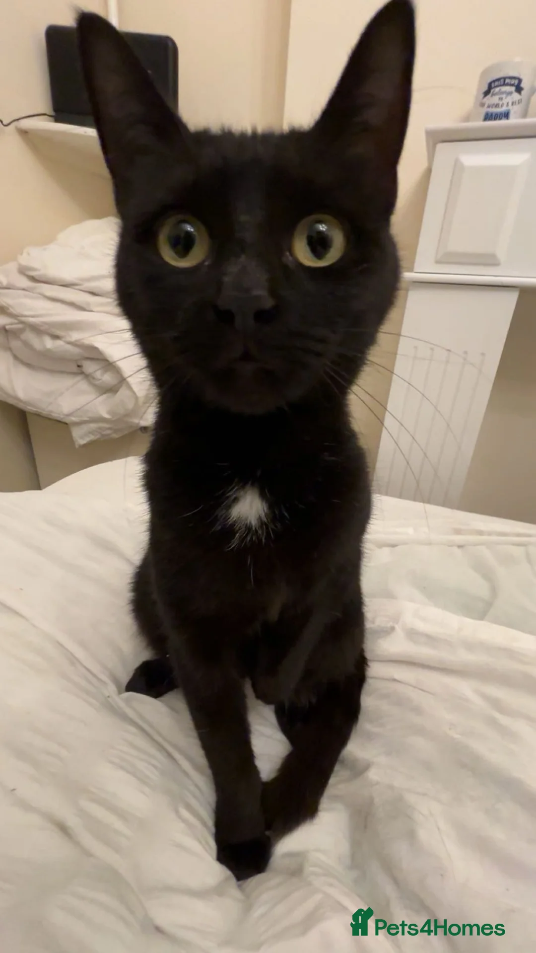 Mixed Breed cats for sale: Rehoming female cat - Advert 2