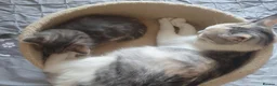 Mixed Breed cats for sale: 10 beautiful cuddly kittens - Advert 15