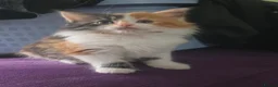 Mixed Breed cats for sale: Gorgeous Main Cooon-Persian Mix Kittens  - Advert 7