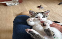 Mixed Breed cats for sale: Male kitten ready for his forever home.  - Image 1