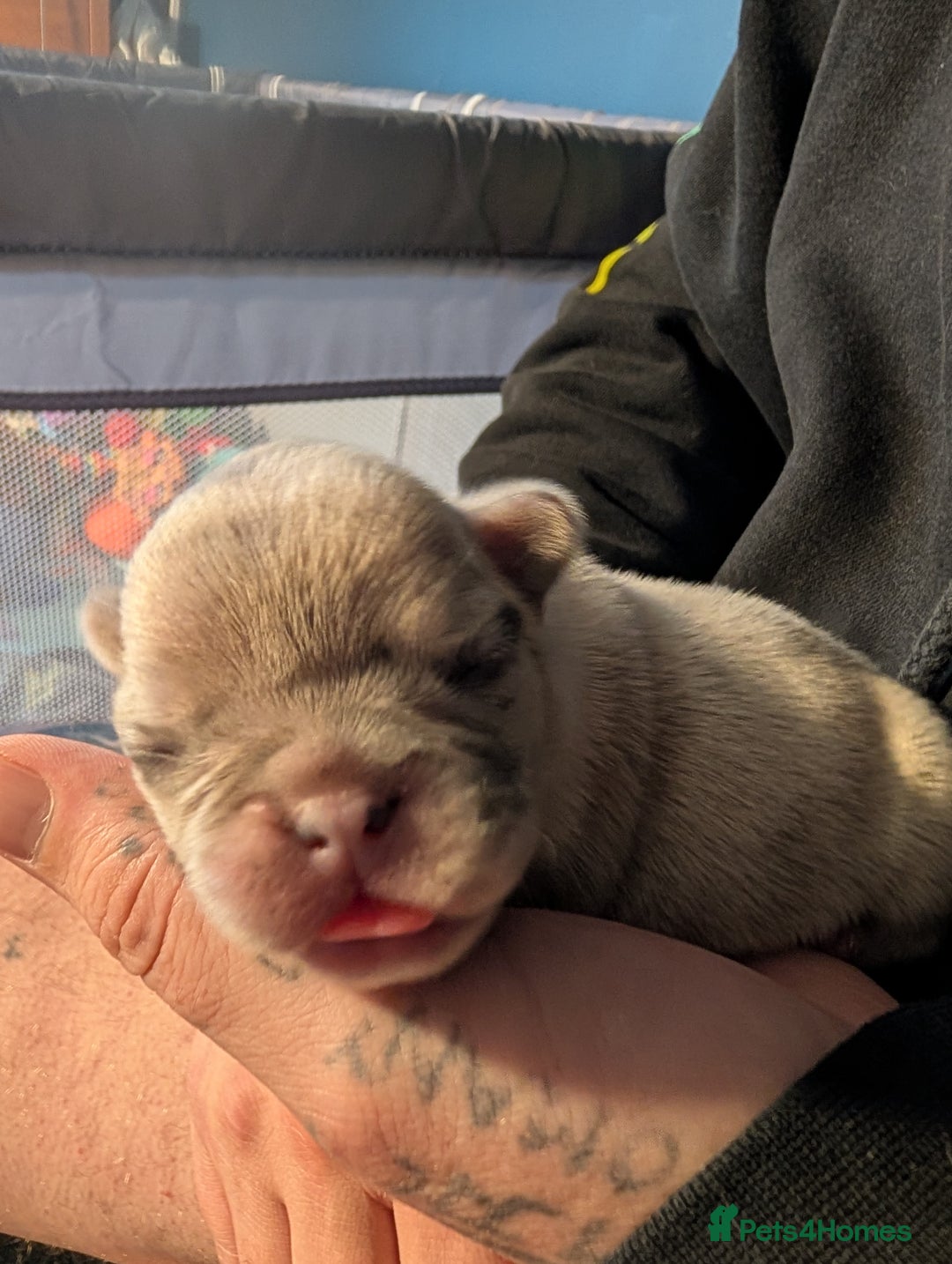 Frug dogs for sale: Beautiful litter of frugs  - Advert 17