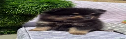 Pomeranian dogs for sale: Champion bloodlines KC registered Pomeranians - Advert 5