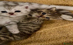 British Shorthair cats for sale: 🐾Adorable British Shorthair Kittens🐾 - Image 5