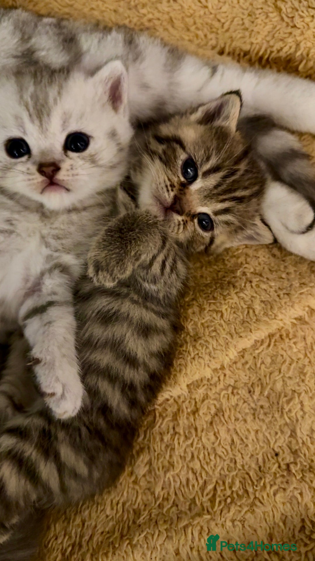 British Shorthair cats for sale: 🐾Adorable British Shorthair Kittens🐾 - Image 5