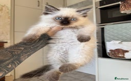 Ragdoll cats for sale: Pure breed Female seal point ragdoll kitten - Image 4