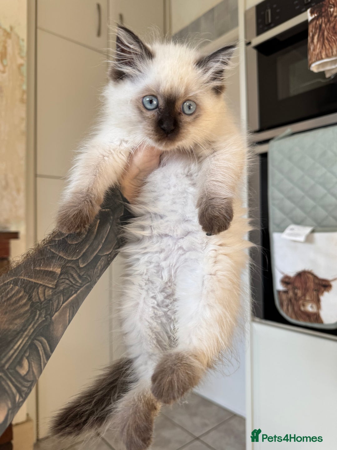 Ragdoll cats for sale: Pure breed Female seal point ragdoll kitten - Image 4
