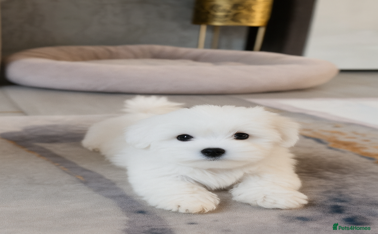 Maltese dogs - Advert 10