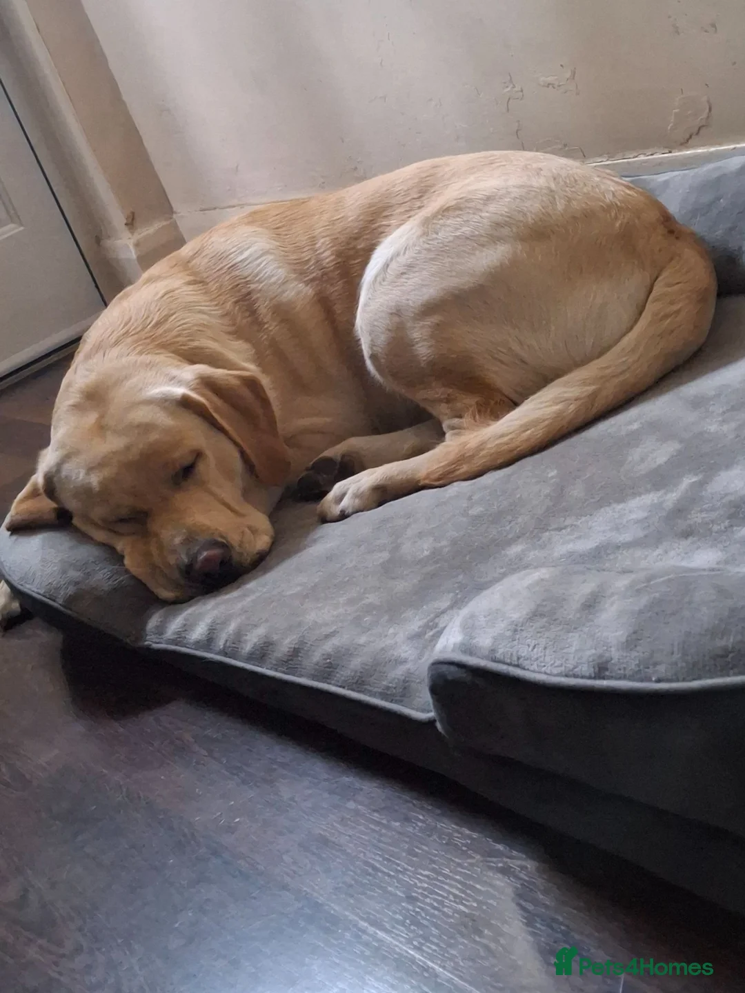 Labrador Retriever dogs for stud: Labrador Leo - Advert 3