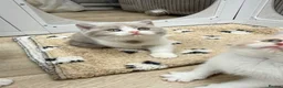 British Shorthair cats for sale: GCCF - BEAUTIFUL LITTLE TEDDY BEARS  - Advert 8