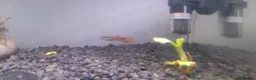Live Bearers fish for sale: Colorful guppys 4 male 2 female  in Hayes - Advert 2