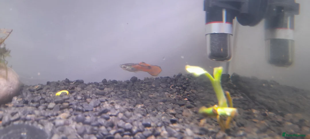 Live Bearers fish for sale: Colorful guppys 4 male 2 female  in Hayes - Advert 2