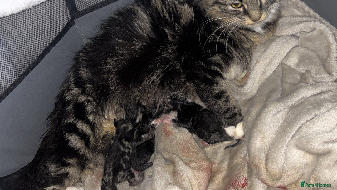 Mixed Breed cats for sale: Mainecoon mixed kittens.  - Image 8