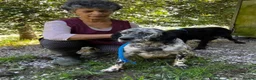 English Setter dogs for adoption: Selva in Penryn - Advert 8