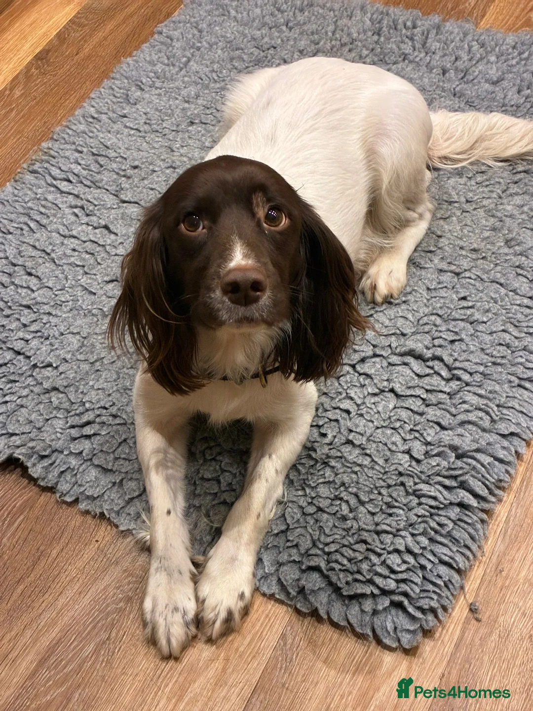 English Springer Spaniel dogs for sale: Male Springer Spaniel puppies in Isle of Lewis - Advert 2